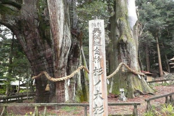 高知県大豊町 日本一の大杉