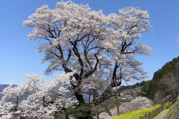 仁淀川町のしだれ桜（春）
