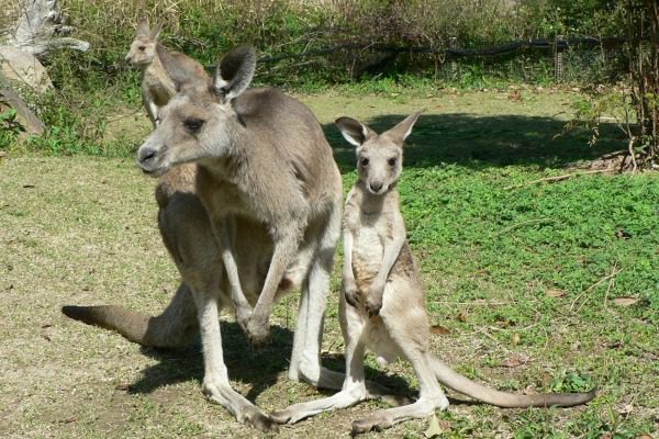 高知県立のいち動物公園