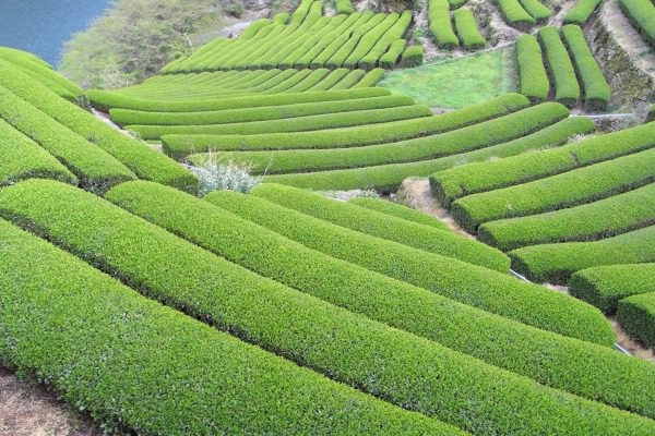 仁淀川町の茶畑